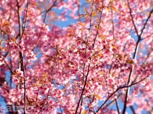 close up of blossom tree against blue sky