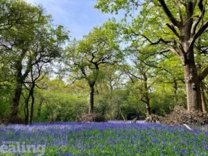 Bluebells in Perivale Wood