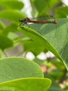 Dragonfly on a leaf