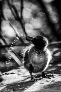 black and white picture of duckling shaking off water