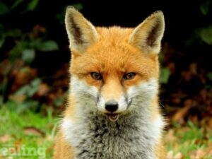 Fox in garden