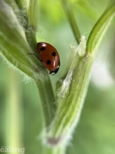 Ladybird on plant stem