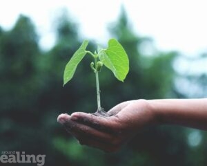 A small seedling plant in the palm of someone's hand.