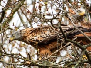 2 red kite birds in a tree