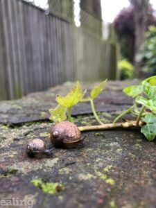 mum and baby snails on concrete path in a garden
