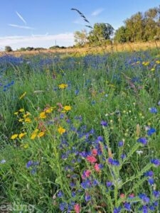 wildflowers in Elthorne Park