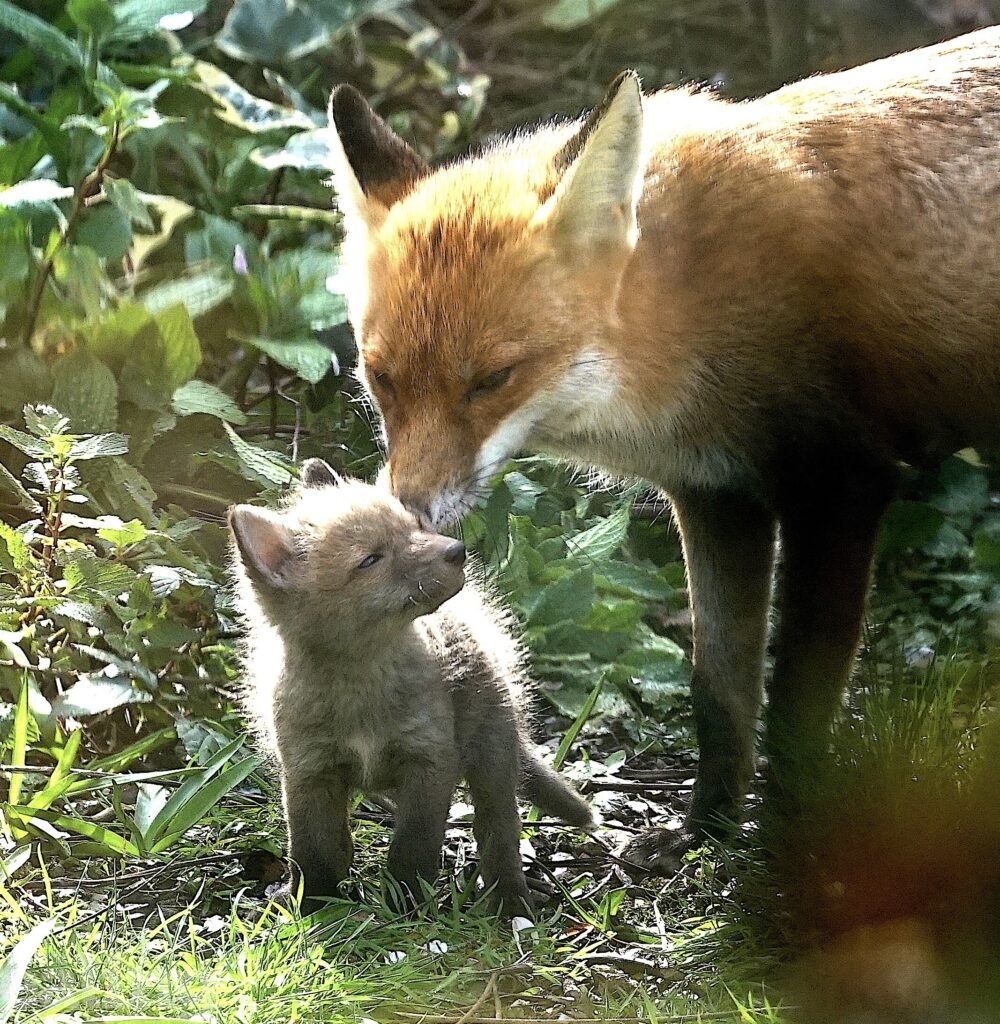 mum fox and cub nuzzling in garden