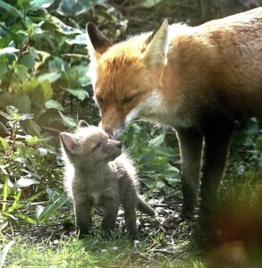 mum fox and cub nuzzling in garden