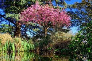 blossom tree by water and greenery with blue skies in Walpole Park