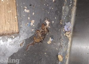 Dead rodent on the floor - which was found during inspection of Lahori Savour restaurant