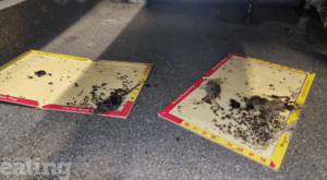 Two dead mice on glue traps