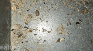 Pest droppings on a floor