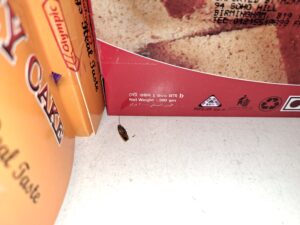 A dead cockroach near food for sale, discovered at Deshi Bazar Ltd during inspections by council officers