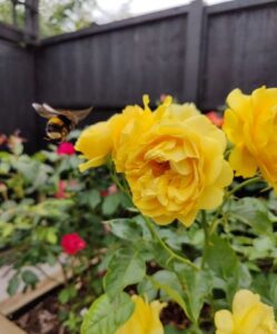 bee flying towards yellow rose in a garden