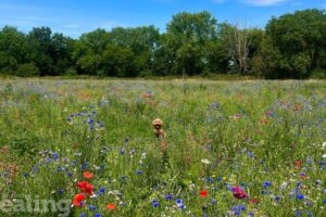 dog in wildflower meadow