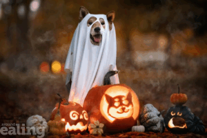 A dog wearing a sheet ghost costume with holes cut for the dog's ears, eyes, and mouth. It is sat behind some carved pumpkins lit from inside. One of the pumpkins is carved with a picture of a dog.