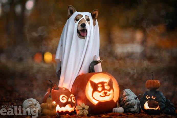 A dog wearing a sheet ghost costume with holes cut for the dog's ears, eyes, and mouth. It is sat behind some carved pumpkins lit from inside. One of the pumpkins is carved with a picture of a dog.