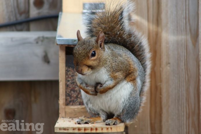Squirrel eating seeds in Acton garden