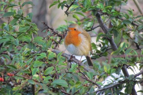 robin on a branch in a garden
