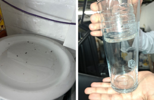 A collage: picture on the left, mice droppings on a plate, and picture on the right, mice droppings in a beer glass