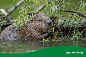A beaver at Paradise Fields