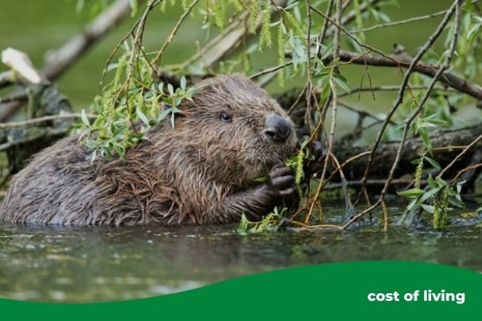 A beaver at Paradise Fields