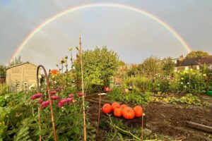 rainbow over allotment boasting squash and other veg and flowers
