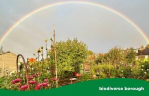 rainbow over allotment boasting squash and other veg and flowers