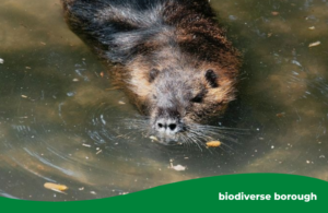 A beaver swimming in sunny water.