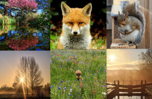 A montage of previous winning Seasons of Ealing entries