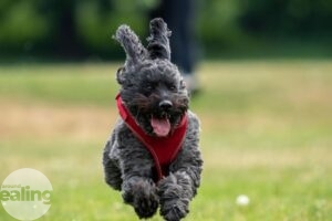 Black dog with red collar bounding through a park with ears flapping