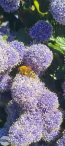 bee on purple flowers