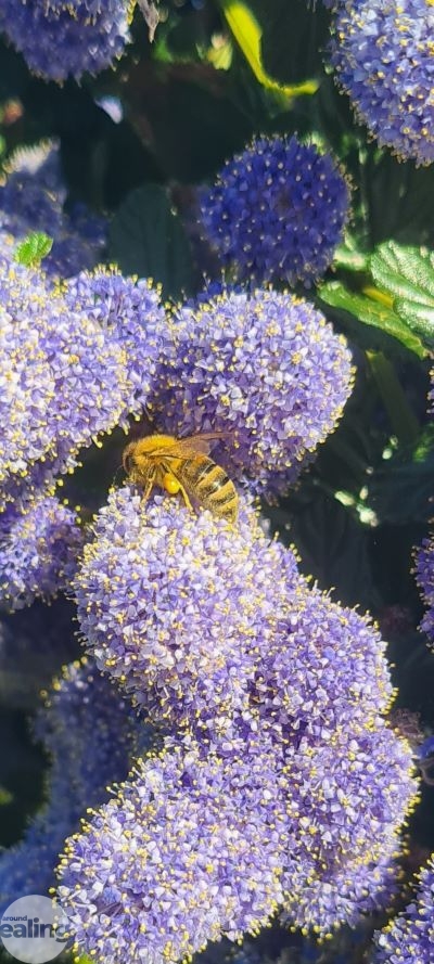 bee on purple flowers