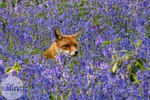 fox peeking through field of bluebells