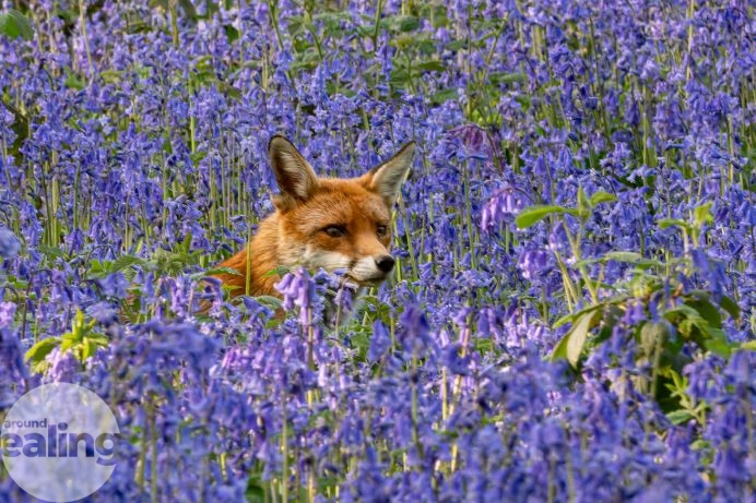 fox peeking through field of bluebells