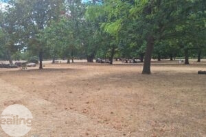 Picture of a park with a dry, brown ground and trees in the background