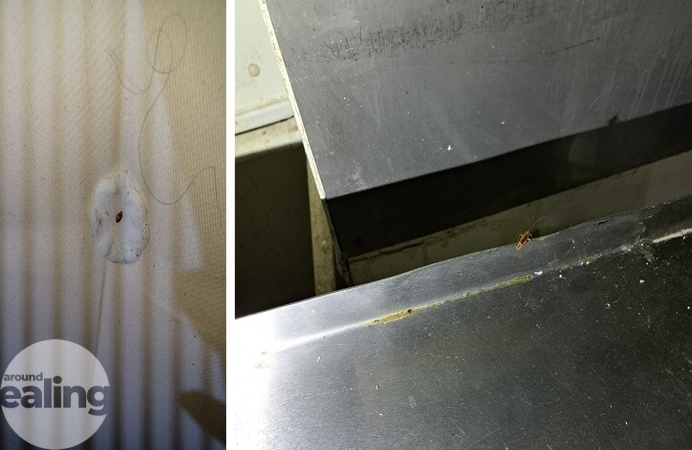 A cockroach and a bedbug found by environmental health inspectors at the Old Oak pub in Southall