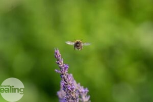 bumblebee covered in pollen in Pitshanger Park