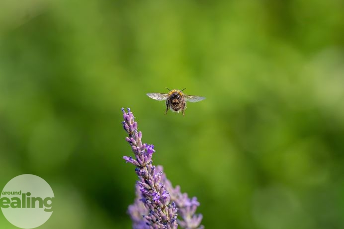 bumblebee covered in pollen in Pitshanger Park